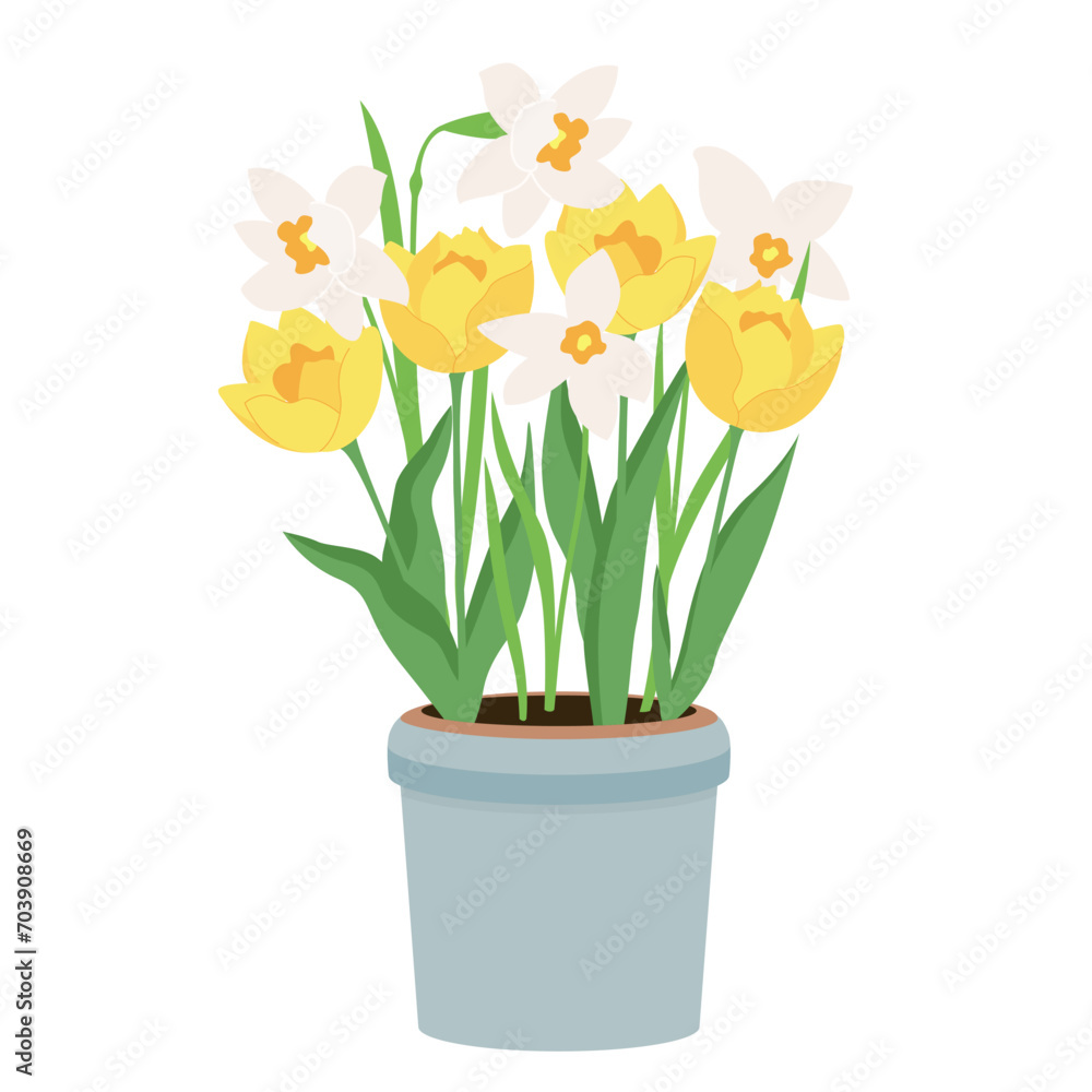 Early spring garden flowers in pots. Floral vector design elements for Happy women's day March 8, Valentine's Day, birthday. Blooming tulips and daffodils isolated on white