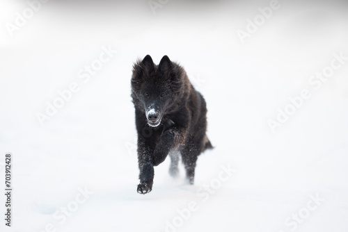 Fotografie Beautiful groenendael belgian shepherd playing outdoor in the snow, winter mood