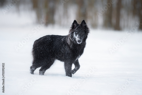 Beautiful groenendael belgian shepherd playing outdoor in the snow  winter mood and blurred background 