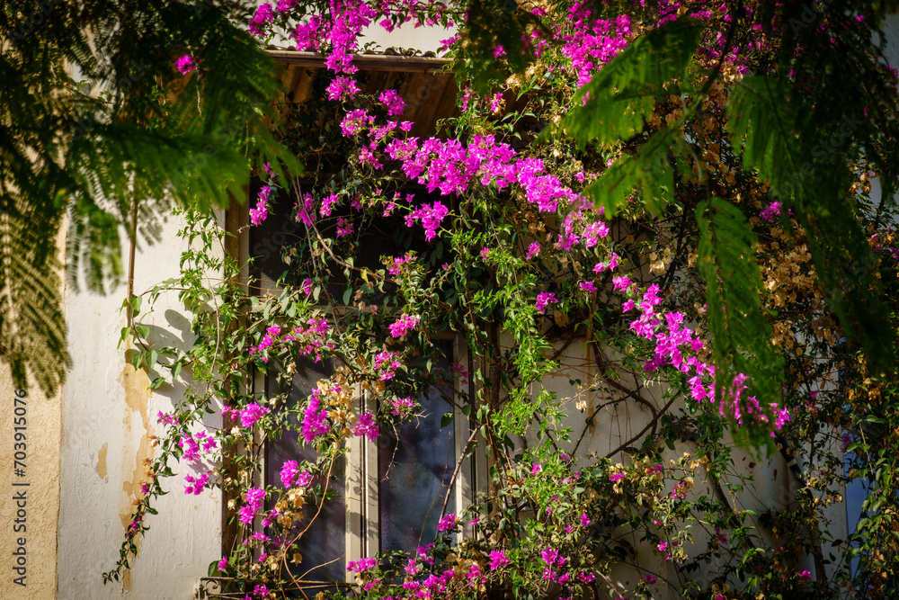 Fototapeta premium Bougainvillea blooms frame a rustic window, a hidden gem amidst green foliage