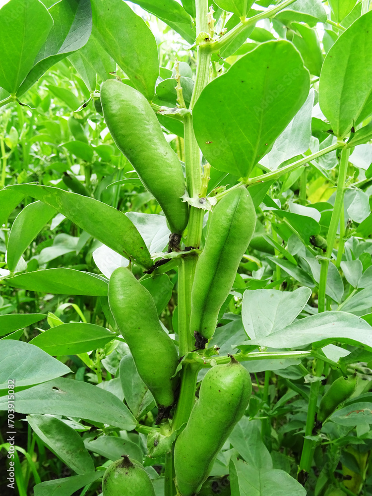 Bean plants in natural conditions, flowering and fruit ripening, growing beans Bean plants in natural conditions, flowering and fruit ripening, growing beans