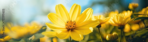 Close-up of a yellow flower