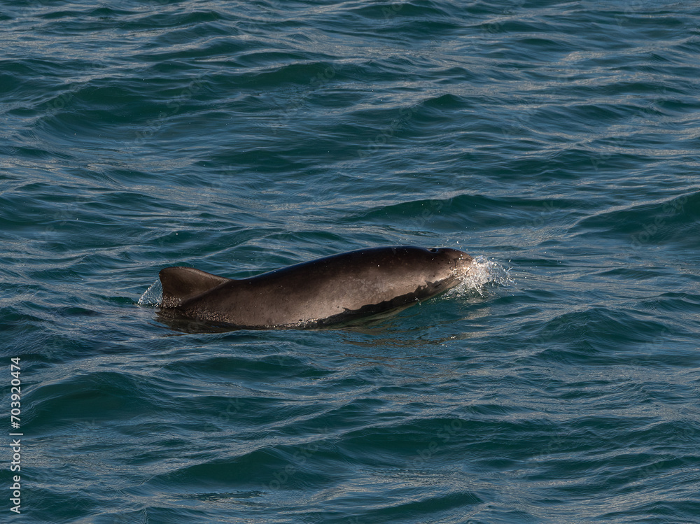 Obraz premium Marsouin en bord de mer-Bretagne France