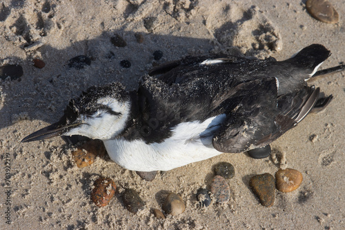 Tote, angespülte Trottellumme  (Uria aalge) im Schlichtkleid am Strand. photo