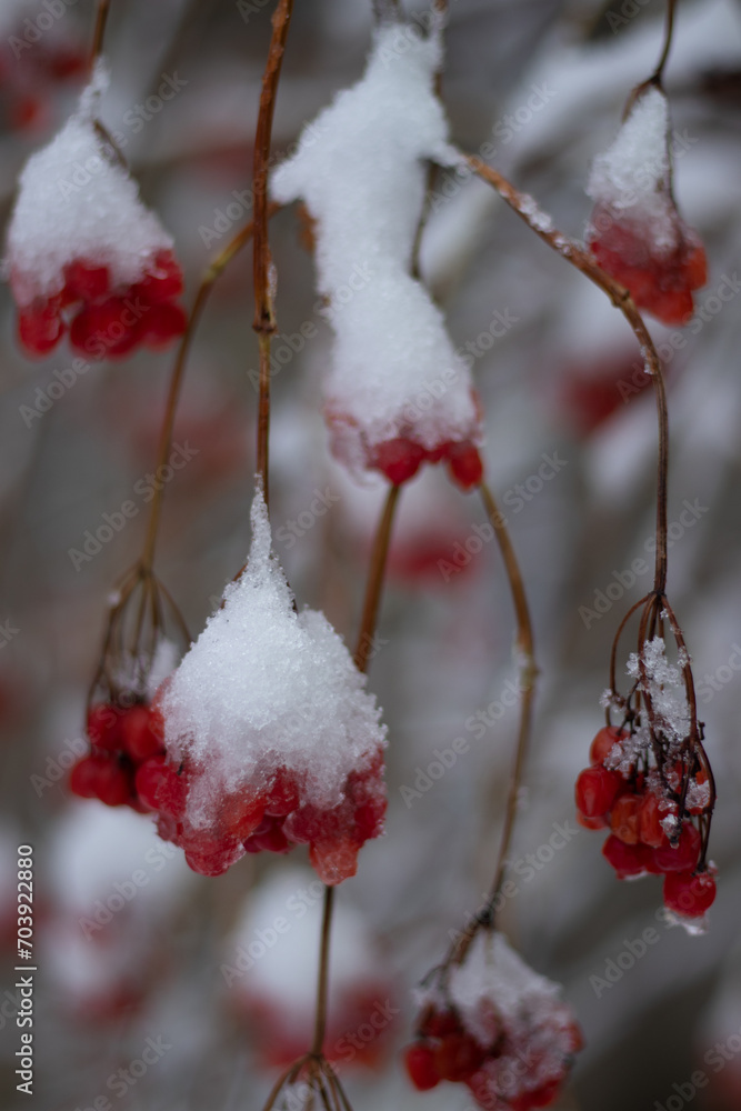 red berries in snow