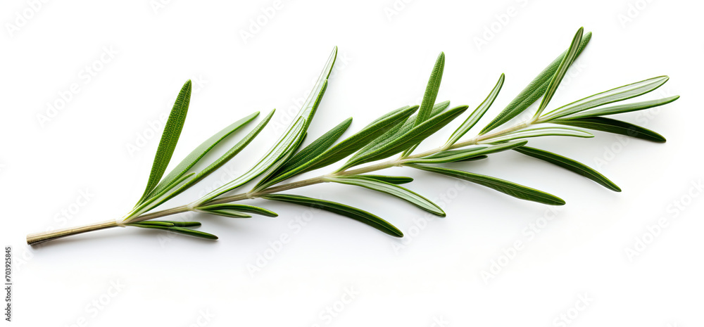 Sprig of Rosemary on White Background - Aromatic Herb Plant