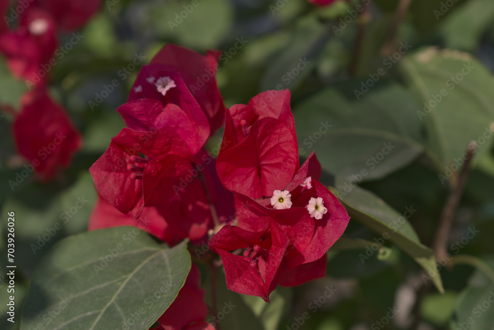 Red bougainvillea flower with out of focus leaves background