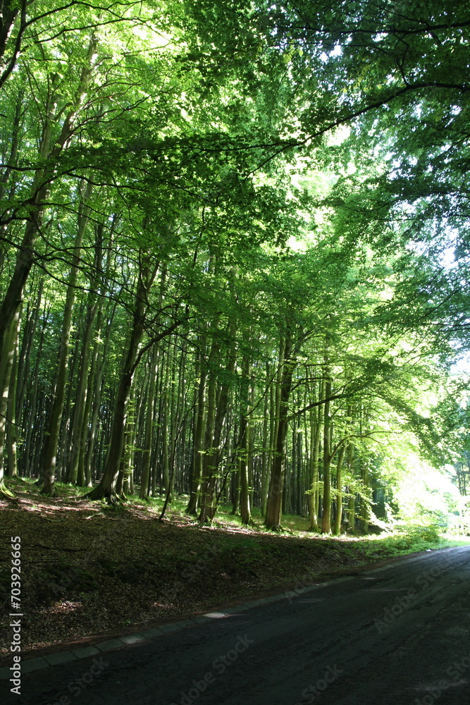 A winding trail amidst a dense forest, lined with towering trees