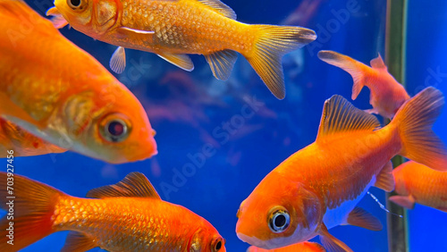 水槽の中で泳ぐ金魚 © creamfeeder