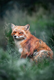 Vibrant red fox amidst lush greenery