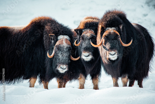 Trio of musk oxen in the snow photo
