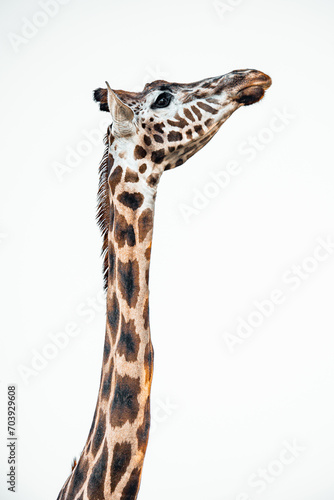 Profile of a giraffe's head and neck © Frida