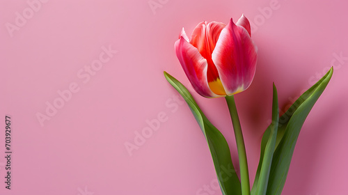 Pink Tulip on pink background. copy space. 