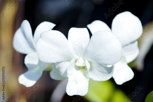 white orchid   Dendrobium sp or ORCHIDACEAE