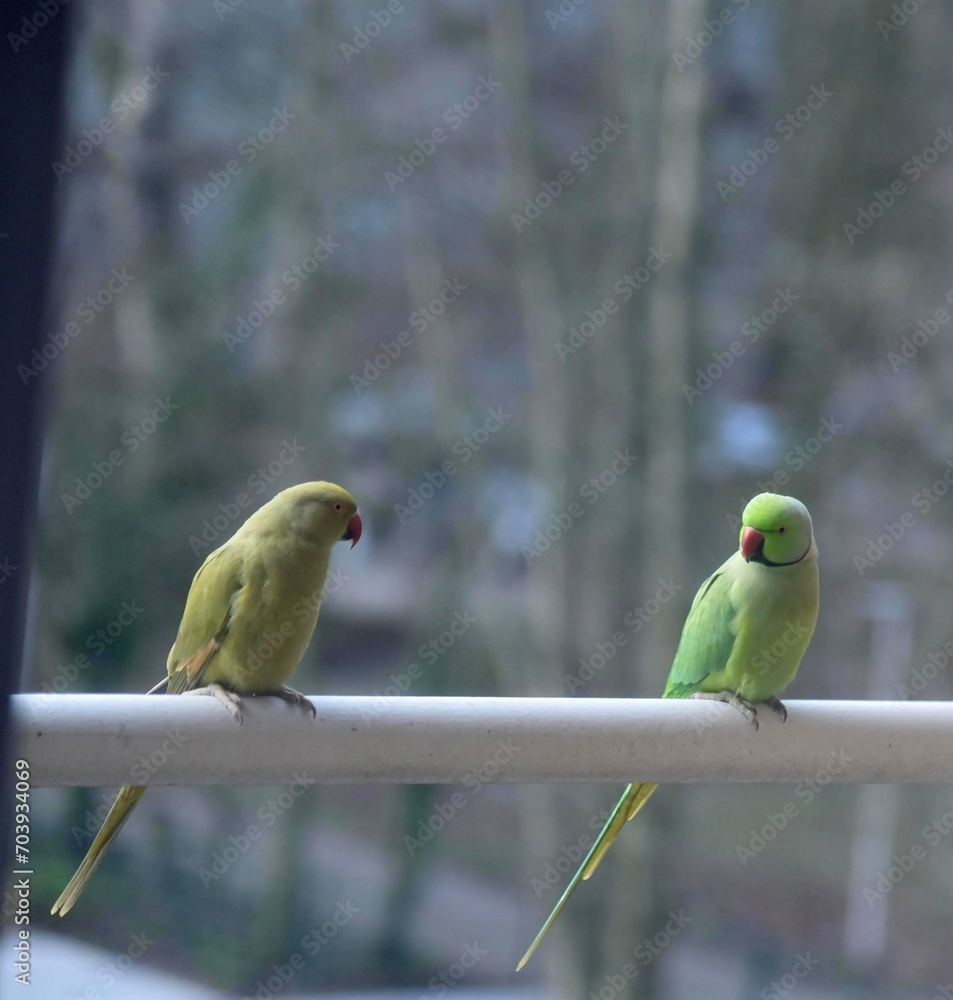 Obraz premium Two green rose-ringed parakeets, a female and a male, psittacula krameri, sitting on a white balcony railing, looking at each other. Closeup shot. 