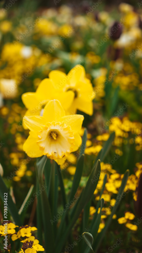Fototapeta premium Yellow Flower Power