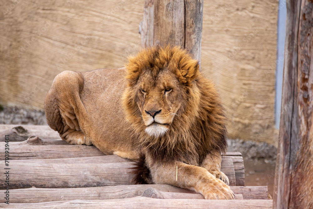 Naklejka premium Relaxing lion close-up