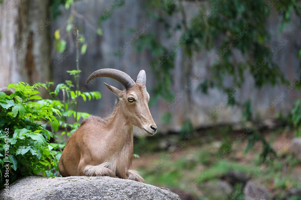 The barbary sheep is mammal and hill animal The barbary sheep is mammal and hill animal