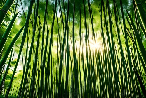 A dense bamboo grove with sunlight filtering through the tall stalks  creating a serene and peaceful atmosphere.