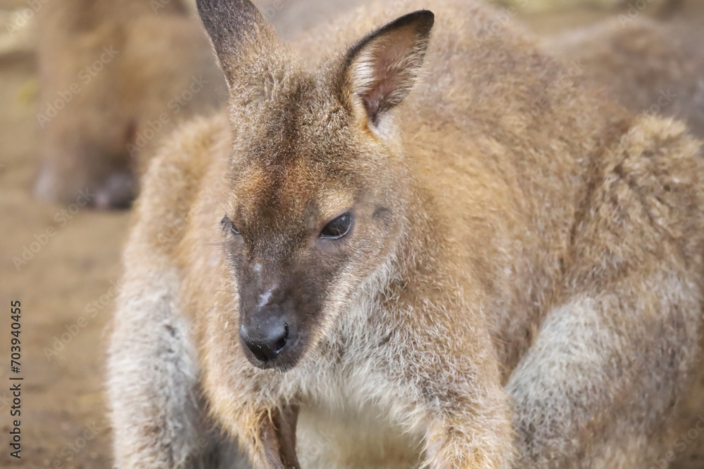 Close up The kangaroo is stay in garden