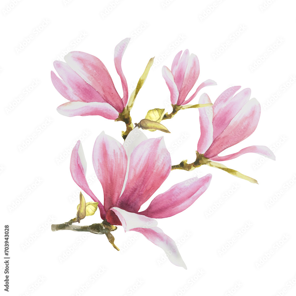 Magnolia pink flower leave bud bough. Watercolor hand drawn Illustration isolated on white background. floral clipart of greetings invitations, anniversaries, wedding, birthdays cards and stickers