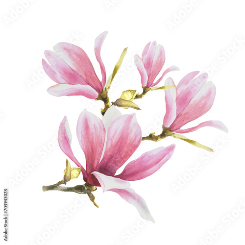 Magnolia pink flower leave bud bough. Watercolor hand drawn Illustration isolated on white background. floral clipart of greetings invitations  anniversaries  wedding  birthdays cards and stickers