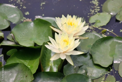 lotus flowers in a lake 
