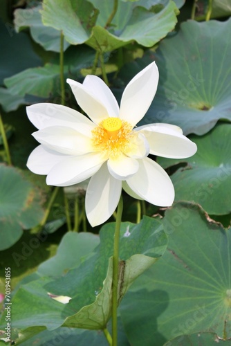 white lotus flower