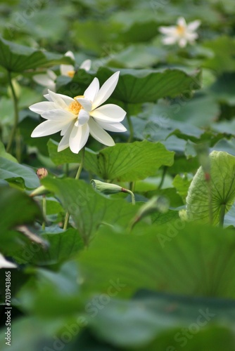 white lotus flower