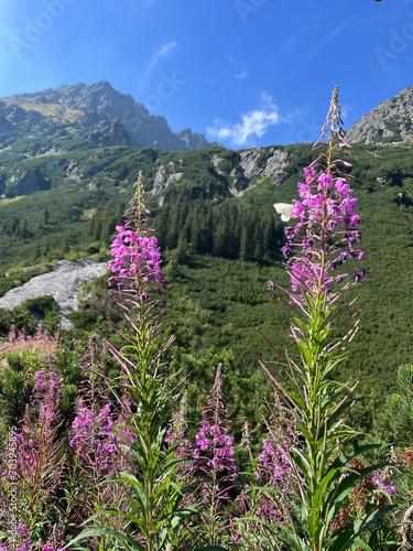 Obraz na płótnie flowers in the mountains