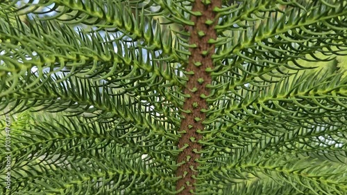 Close up green leaf in garden,  background with the foliage of Araucaria heterophylla or norfolk pine plant.
 photo