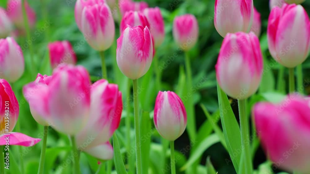 Slow motion close-up shot view of bouquet blooming white and pink tulips in the garden. Spring, cool weather, winter, Natural landscape with spring flowers. beautiful field flowers. Slow motion close-up shot view of bouquet blooming white and pink tulips in the garden. Spring, cool weather, winter, Natural landscape with spring flowers. beautiful field flowers.