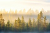 pine forest with fog drifting through trees at dawn