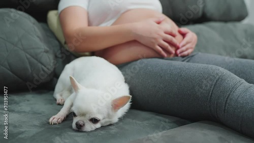 Pregnant woman sitting and relaxing on the sofa at home A woman and her faithful Chihuahua sit next to her. A new mother with a baby in her womb. cute pet photo