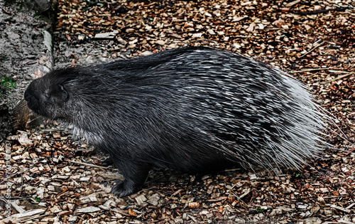 Porcupine on the ground in its enclosure. Latin name - Hystrix cristata photo