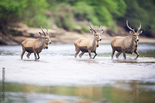 waterbuck herd crossing shallow river © studioworkstock