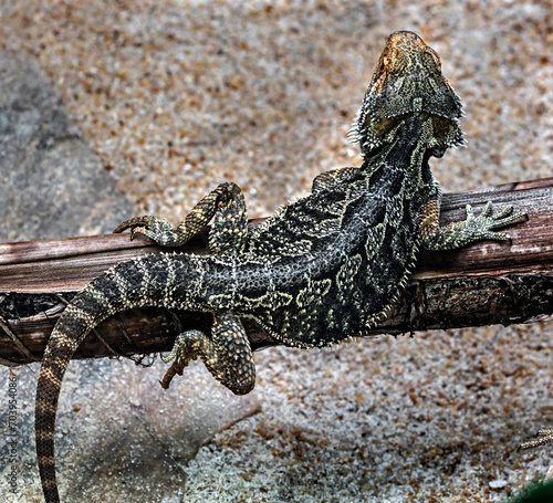 Bearded dragon on the branch. Latin name - Amphibolurus vitticeps	
 photo