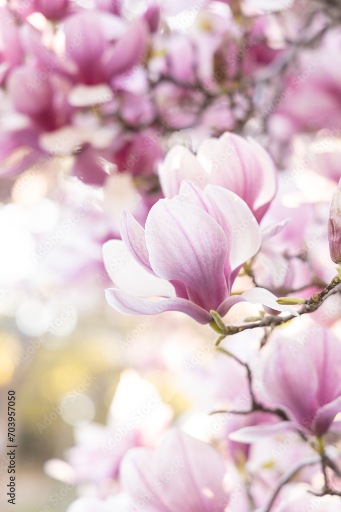 Fototapeta premium magnolia soulangeana blossom backlight