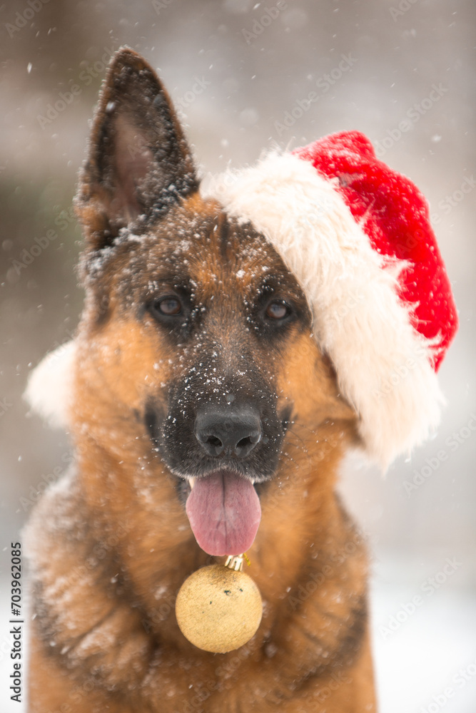Christmas sheepdogs in the snow with Santa's cap Christmas sheepdogs in the snow with Santa's cap