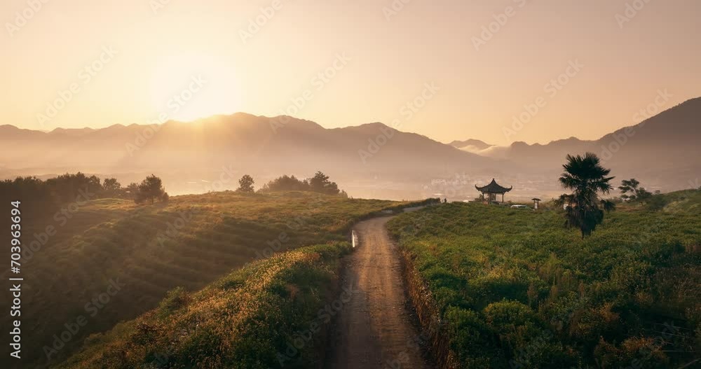 view of green tea plantation on hill at sunrise view of green tea plantation on hill at sunrise