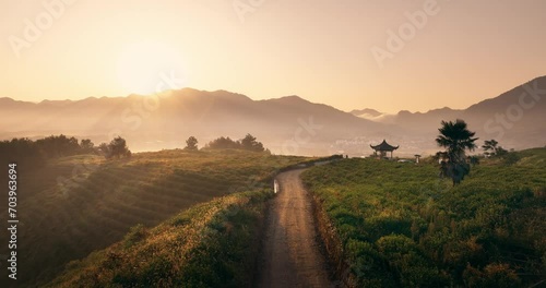 view of green tea plantation on hill at sunrise photo