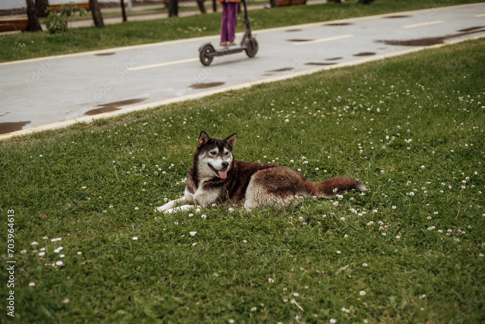 The dog lies on the lawn in the park. Husky on a walk.