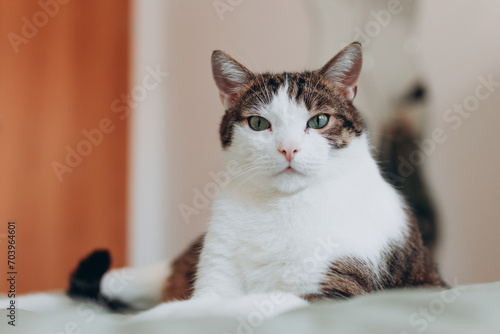 White with gray cat lies in bed at home, house comfort concept, indoor. Cope space. Adopt pets banner, full body