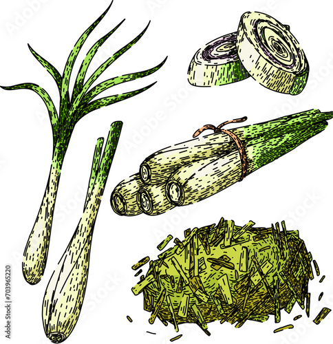 lemongrass set hand drawn. vector plant, leaf top, illustration botanical lemongrass vector sketch. isolated color illustration