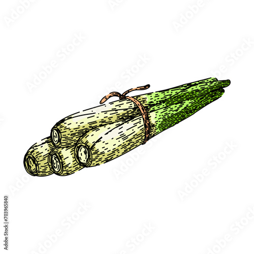 lemon lemongrass hand drawn. citronella grass, vector plant, leaf top lemon lemongrass vector sketch. isolated color illustration