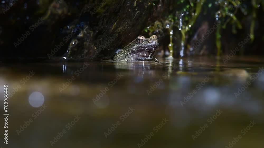 Greek stream frog in water Greek stream frog in water