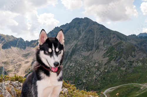 siberian husky in the mountains