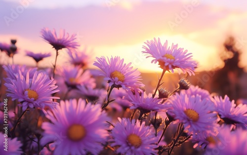 Italian Asters in Full Bloom during Golden Hour