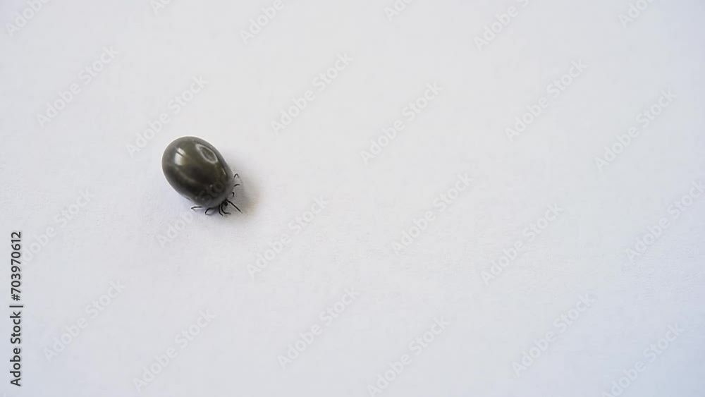 Tick (Ixodida) Tick (Ixodida)