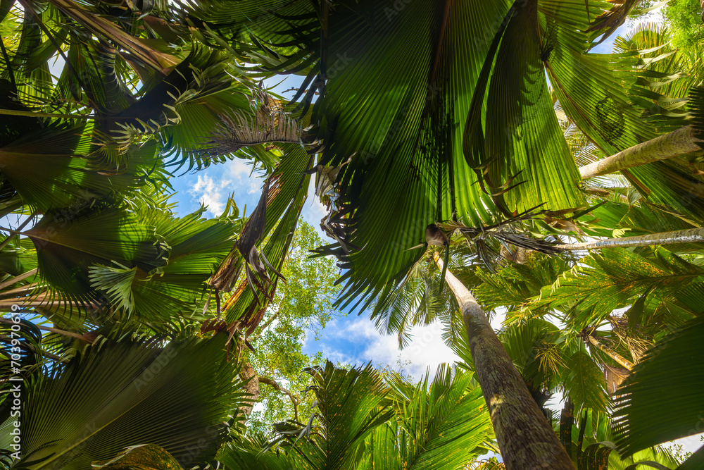 The Vallee De Mai palm forest. May Valley, island of Praslin, Seychelles